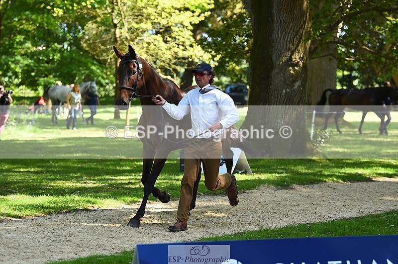 230524-153538-00376 - 361-FINCH_FANCY-Ben_Lee_Liles-WEDTrotUp+DR