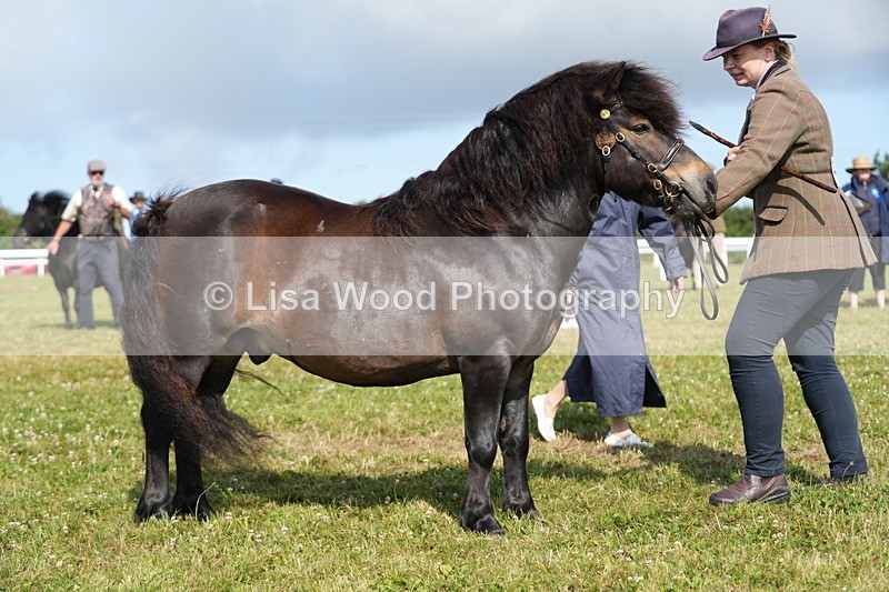 DSC05321 - Class 49: NPS Shetland 4 years and over