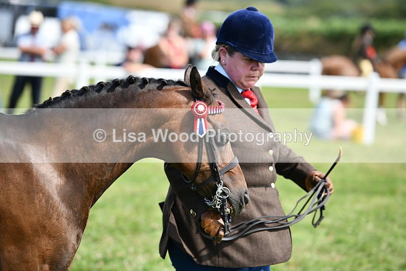 DSC_8370 - Class 68: Part Bred In Hand M & M