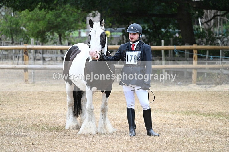 WJ7_9565 - Class 5 Most Handsome Gelding (up to 14.2hh)