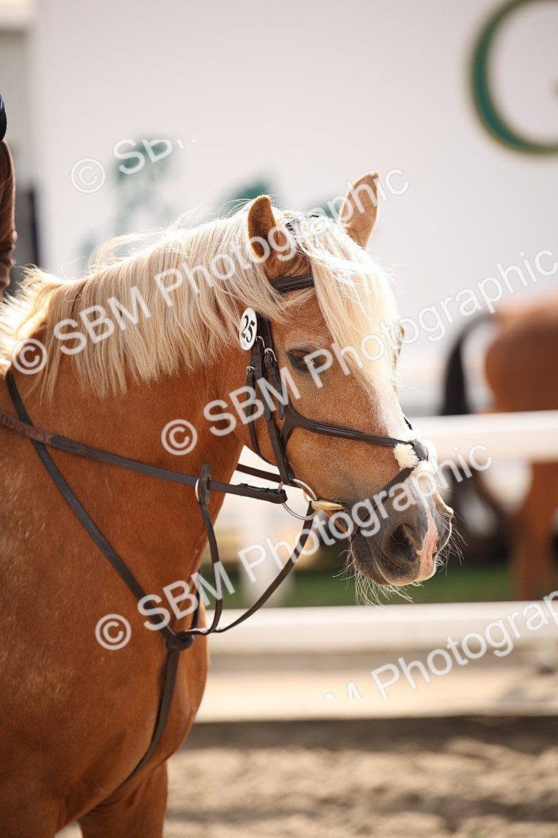 SBM_14312 - Class 407b - Working Veteran 60cm (20+)