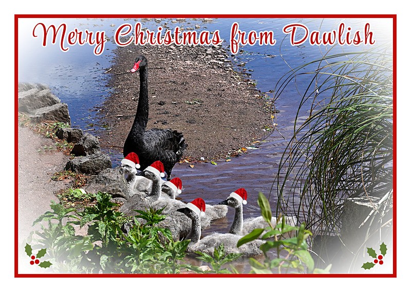 - COMING SOON - Christmas cards being designed for 2026