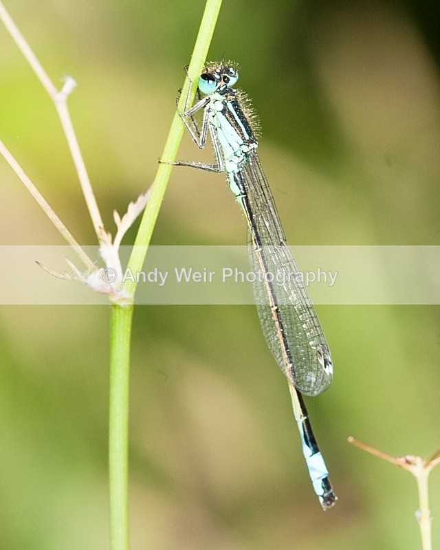 20080623- 025 - Dragonflies & Damselflies