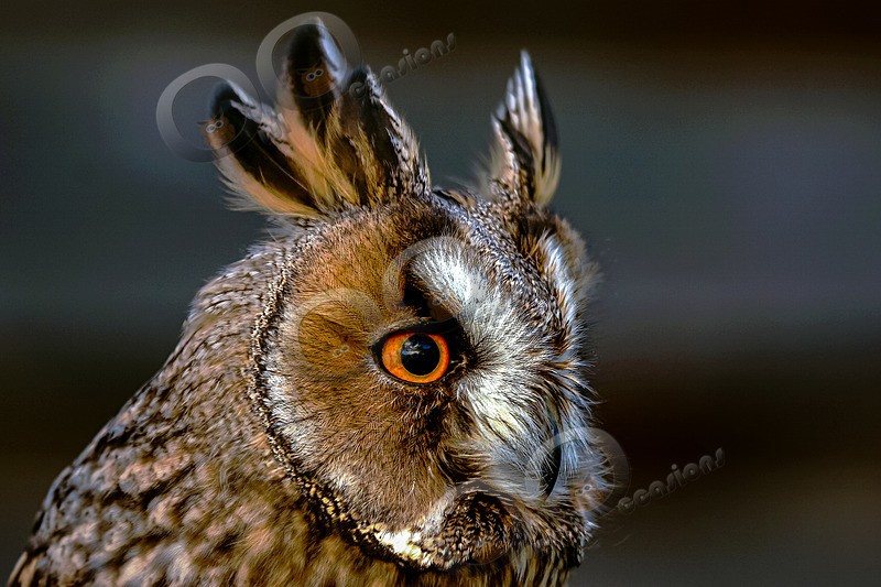 Long-eared Owl  Asio otus-22322 - Owls of the World