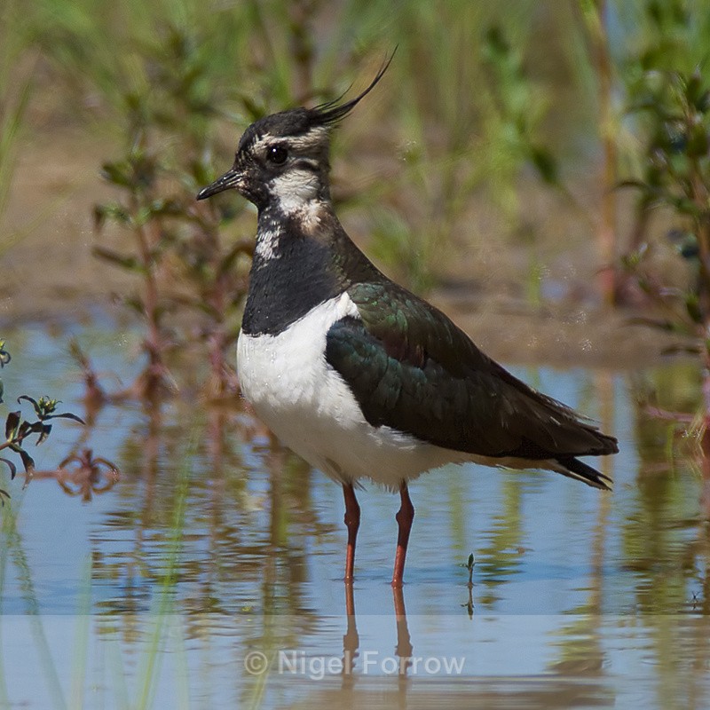 Lapwing (adult) on the Closes at Otmoor - Lapwing