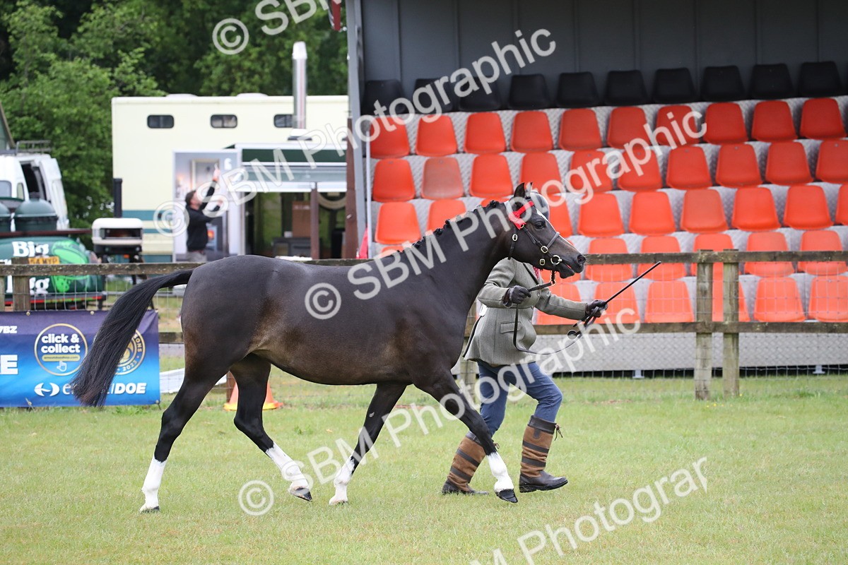 SBM_00059 - Class 17-20 - Arab & Part Bred - Anglo Arab In Hand