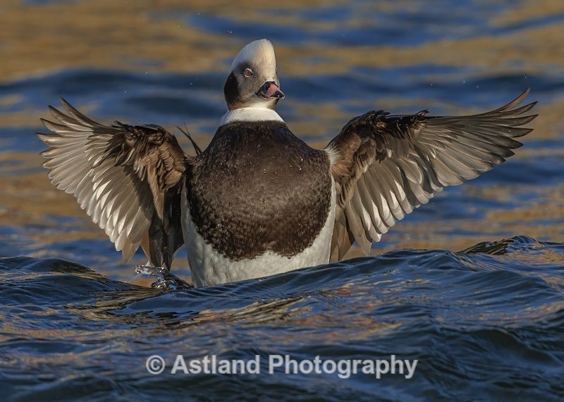 Long-tailed Duck - Latest Images