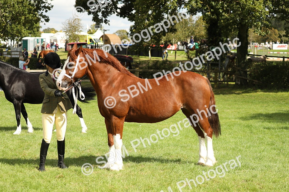 SBM_65401 - S47 - Mountain & Moorland In Hand Large Breeds