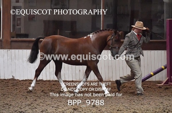 BPP_9788 - RING 1