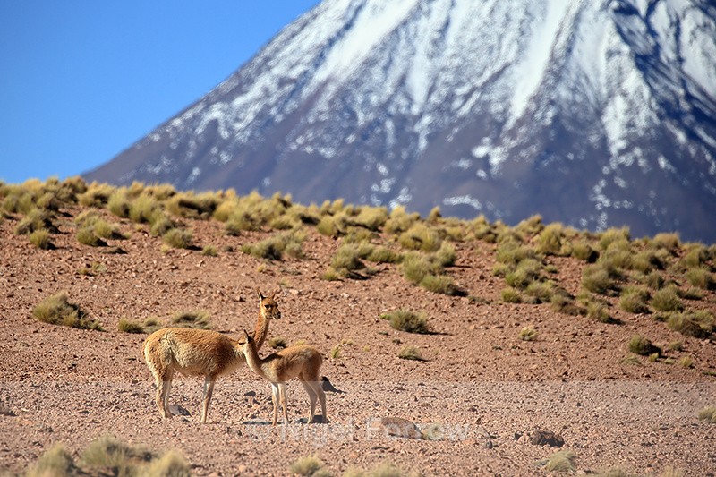 Vicuna with cria, Chiliques Volcano background, Lake Miscanti, Chile - Vicuna