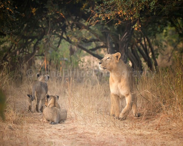 India B-338 - Wildlife of India