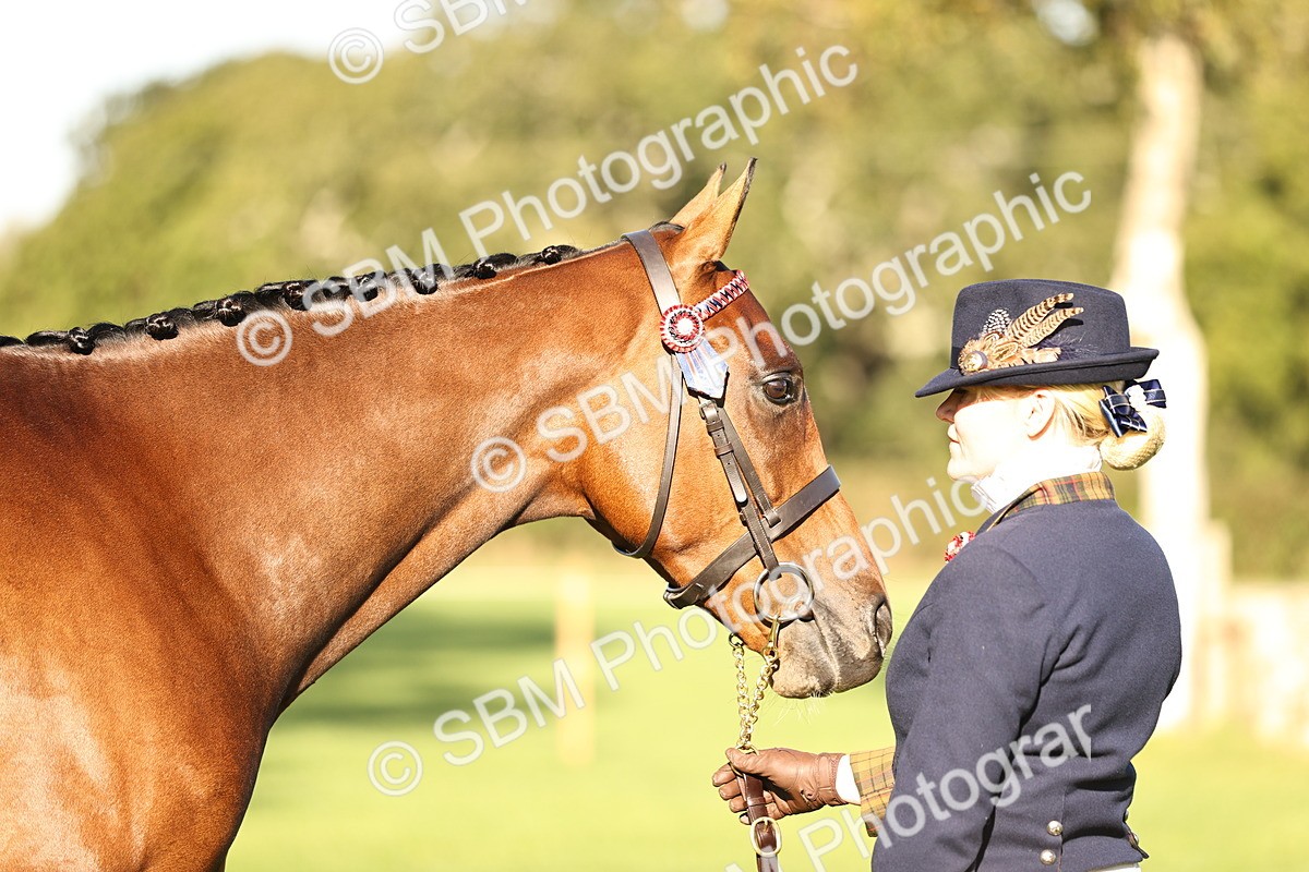 SBM_15753 - S1 - TSR in Hand Horse & Pony Showing