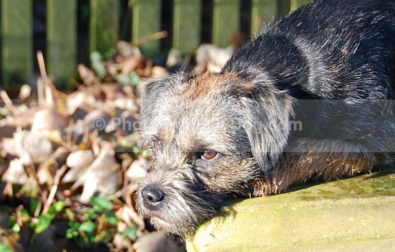  - Border Terriers