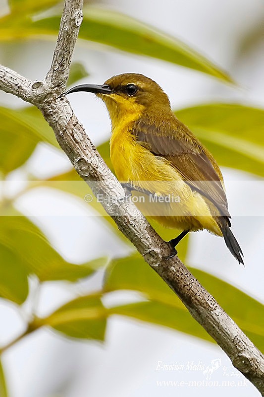 Olive Backed Sunbird 301115 1 - Nature