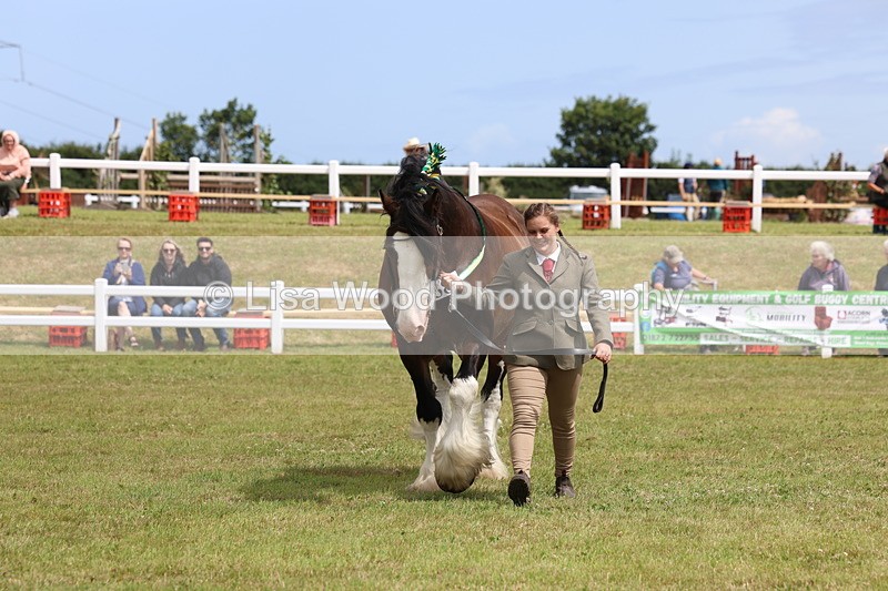3E7A0720 - Class 7: Heavy Horse In Hand
