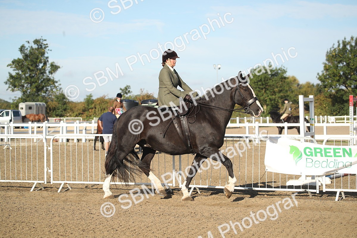 SBM_11276 - Class 501 -Riding Club Pony