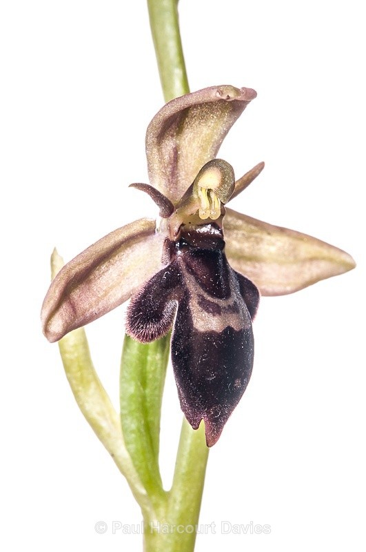  - WB: Orchids - Ophrys