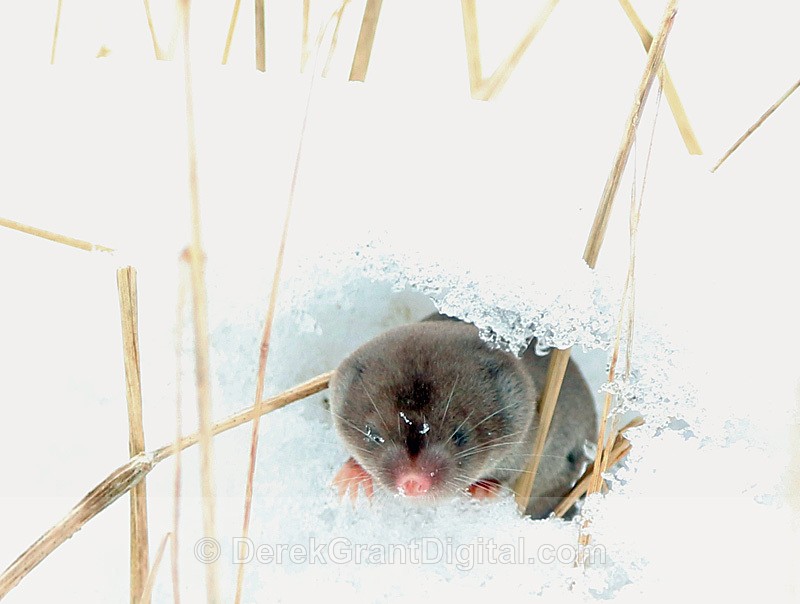 The Framing of the Shrew - Blarina brevicauda - Mammals, Reptiles & Amphibians