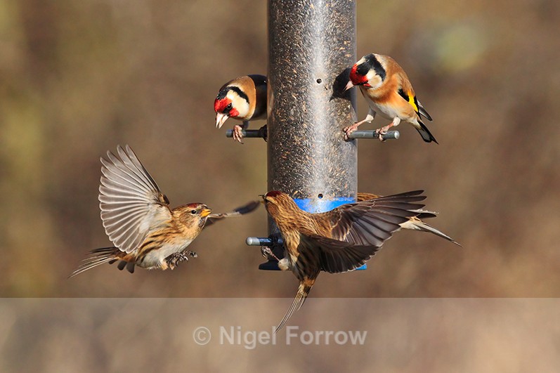Lesser Redpolls & Goldfinches around the niger seed feeder at Otmoor - Lesser Redpoll