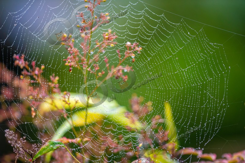 cobwebs-9398- - Insects from around the world