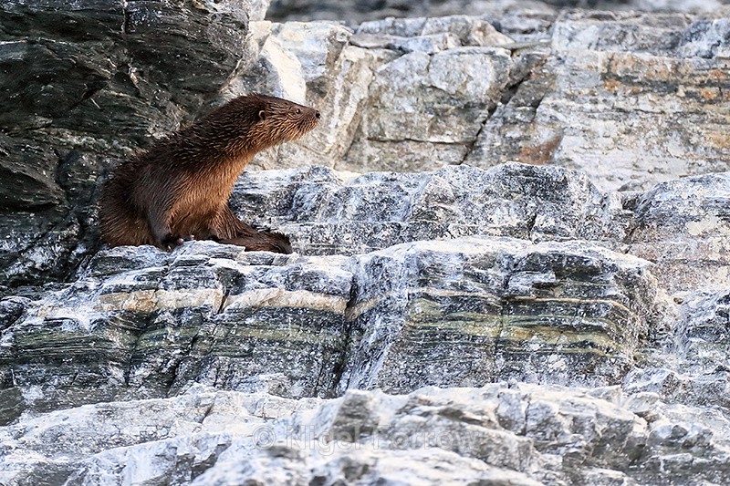 Marine Otter sitting on guano-covered ledge, Chanaral Island, Chile - Otter