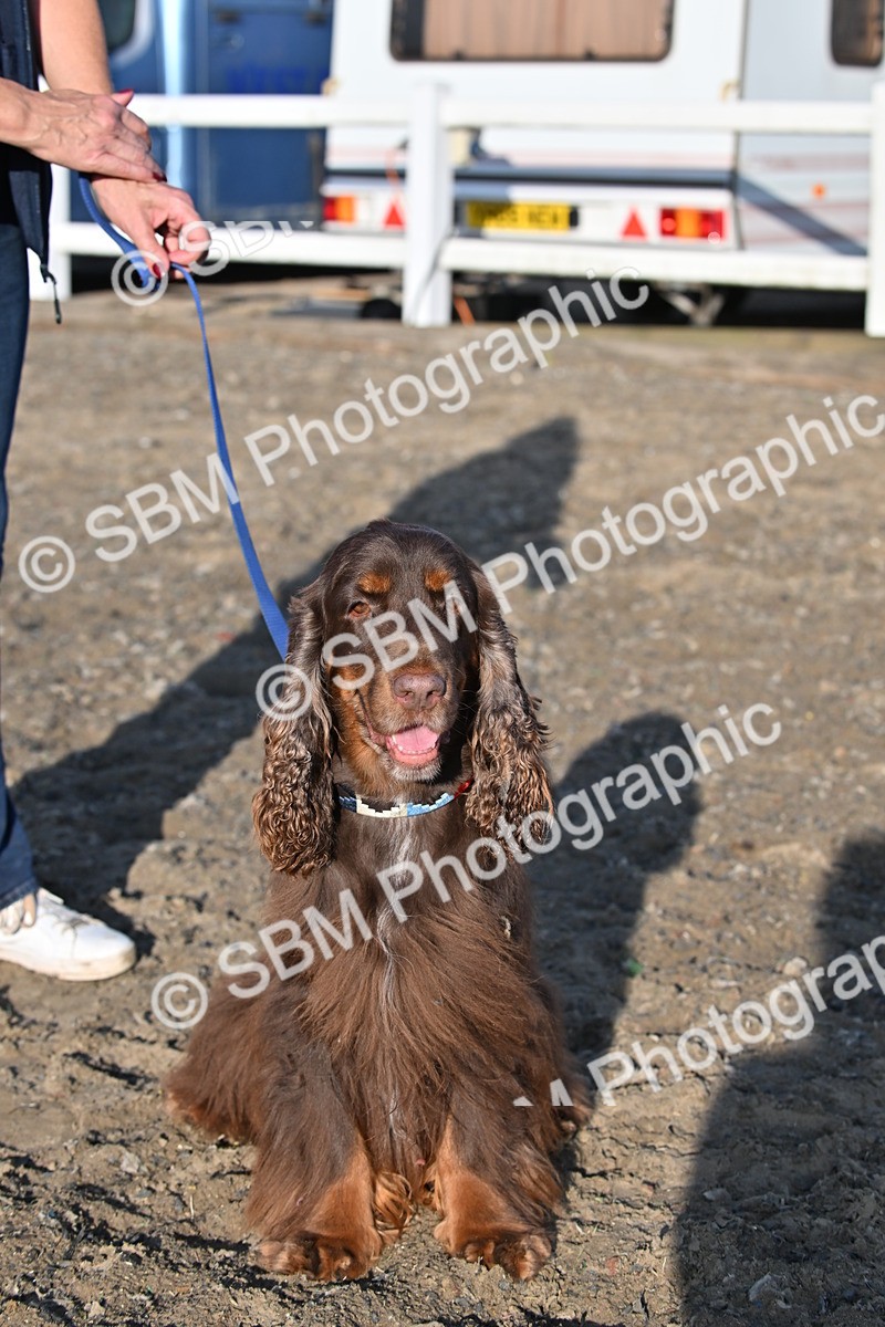 SBM_09406 - Lorry Dogs