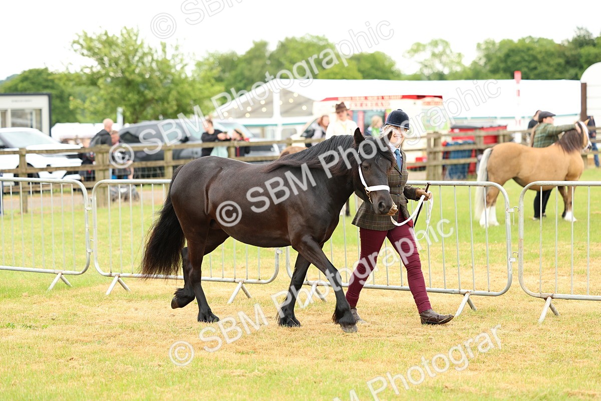 SBM_00381 - Class 58-67 - M&M Non Welsh Pony In hand