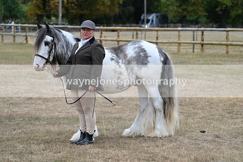 WJ7_9541 - Class 5 Most Handsome Gelding (up to 14.2hh)