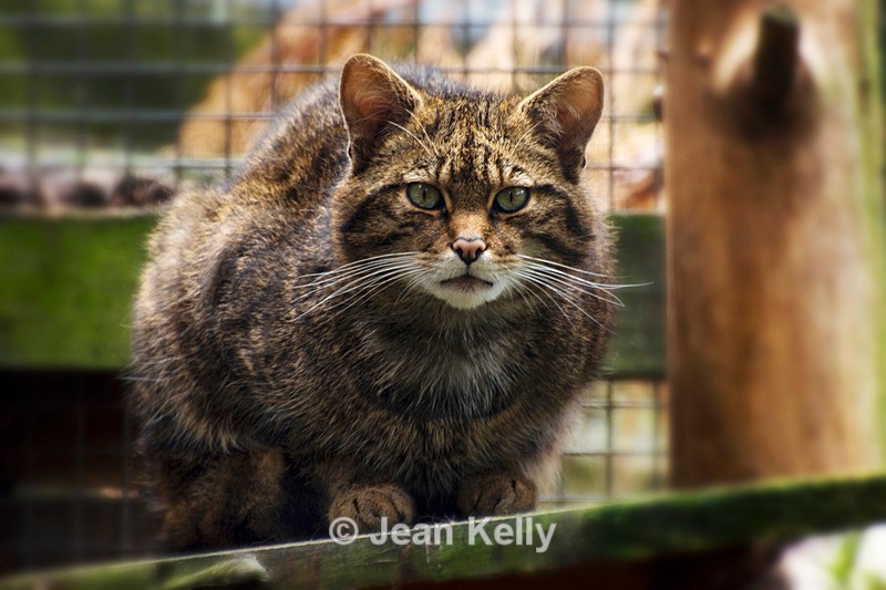 Scottish Wildcat - DSC_7239 - Cats