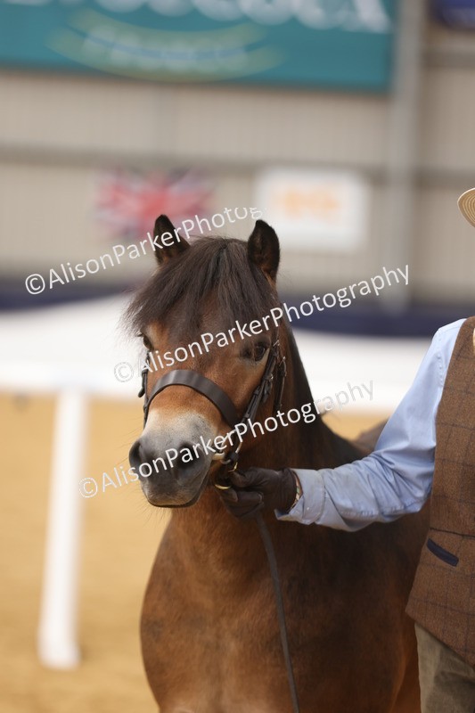 20260913-1710 - Class 115 - Gelding 4years and over