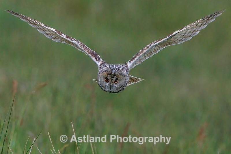 Long-eared owl - Latest Images