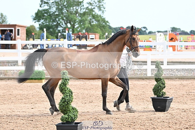 240717A-165653-03559 - Trot Up 4pm to 5pm