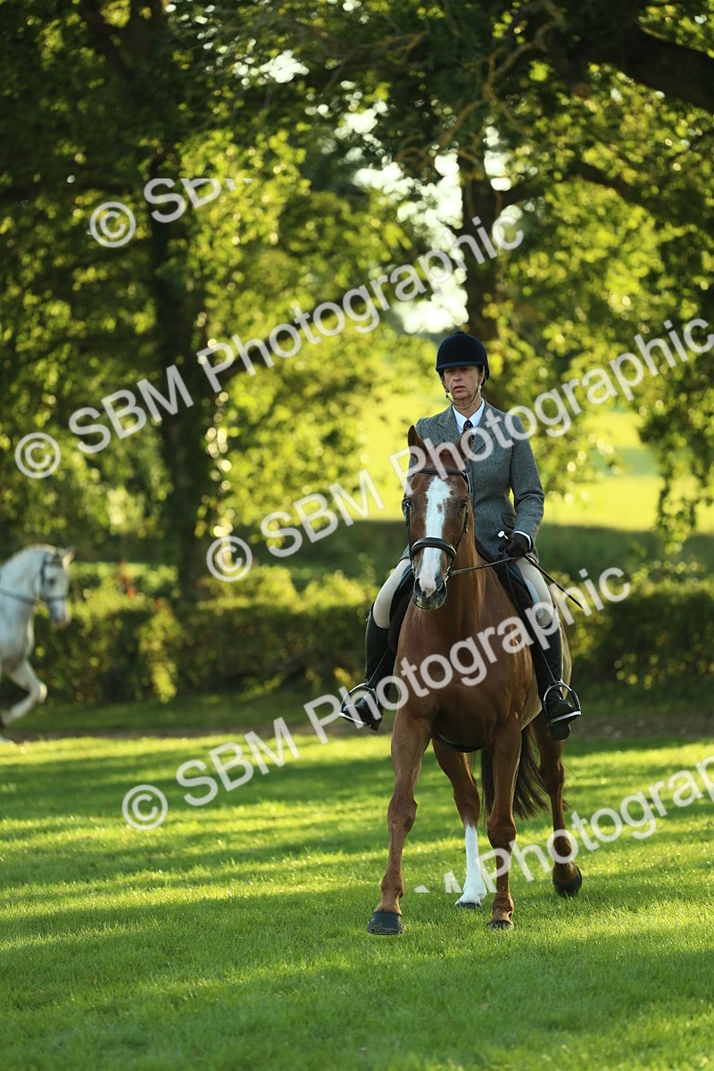 SBM_55529 - S14 - Riding Club Horse