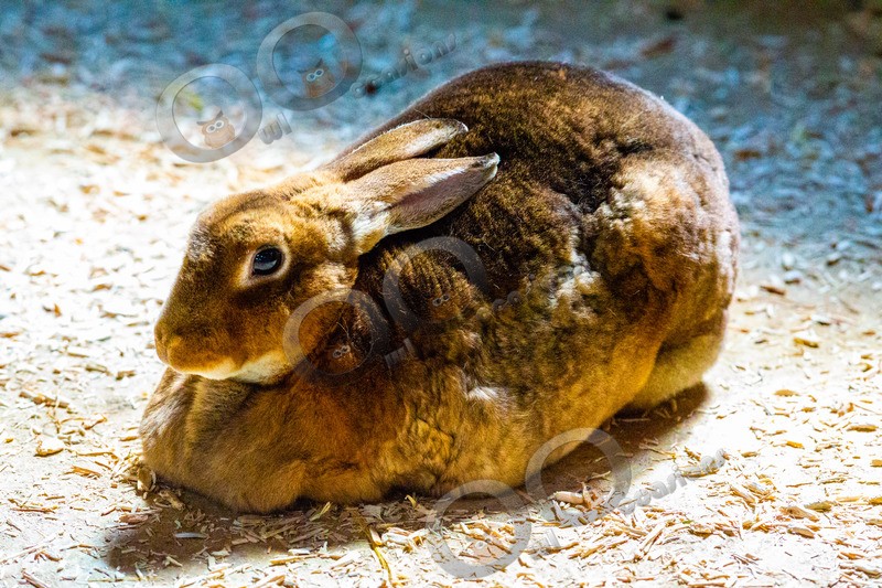 Rex Rabbit-0796- - Pet Photography