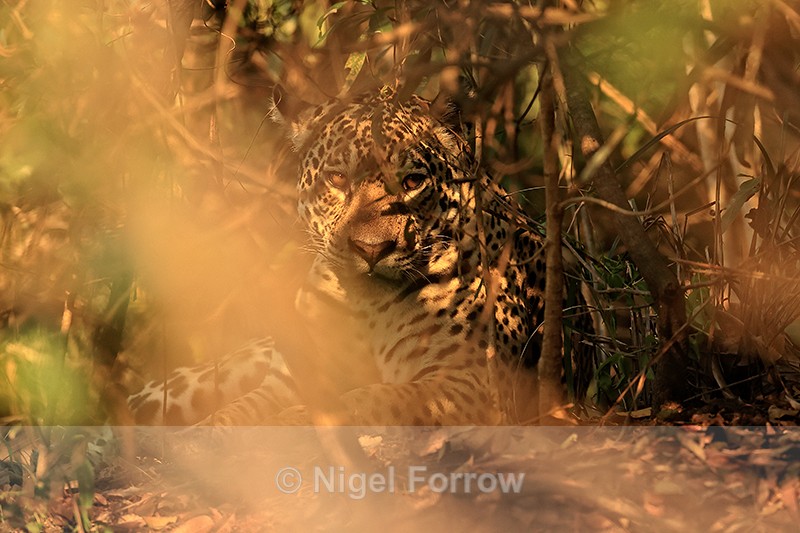 Jaguar (female) well-hidden in bush, Corixo Negro, Mato Grosso, Brazil - Jaguar