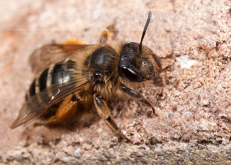 Andrena flavipes (f)
