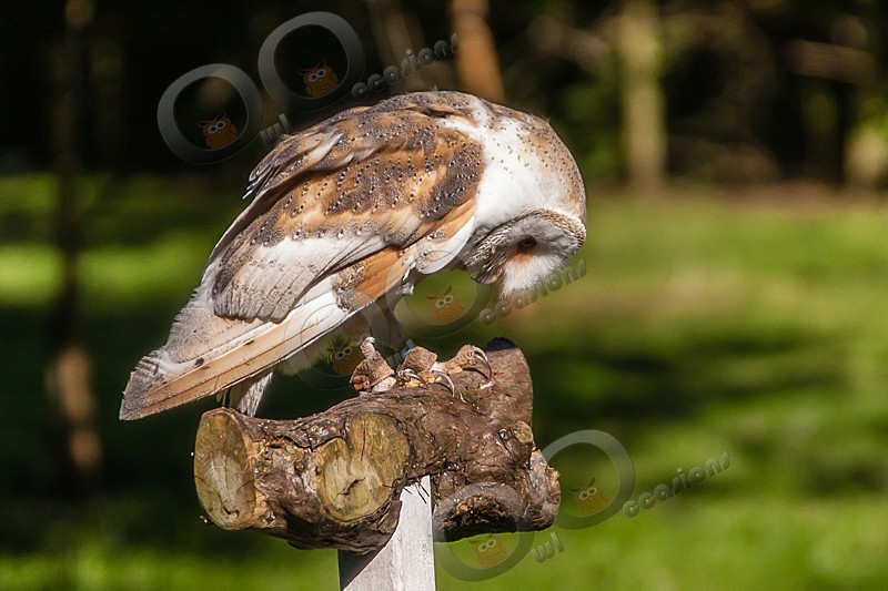 Buzz the Barn Owl - Our Birds