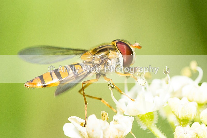 20130727-_MG_5147 - Insects