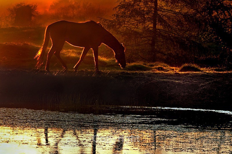 Horse at sunset - Pictures for sale