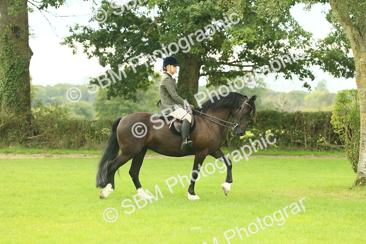 SBM_71821 - S60 - Mountain & Moorland Ridden Large Breeds