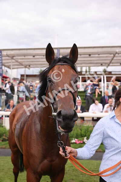 yr19082022r5-53 - Race 5 4.10pm Assured Data Protection EBF Fillies' Stakes