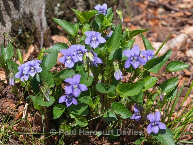 Common dog violet (Viola riviniana) also known as Wood violet - Flower Portraits