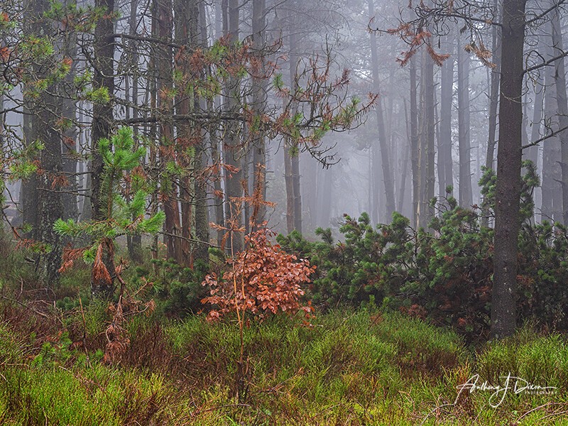  - Woodland