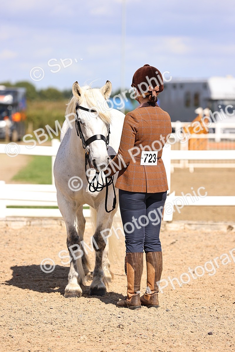 SBM_14382 - Class 412 - Handsomest Gelding (IH or Ridden)Adult