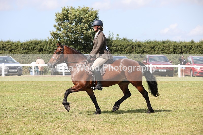 JPP_2321 - Class 19: Working Hunter 60cm