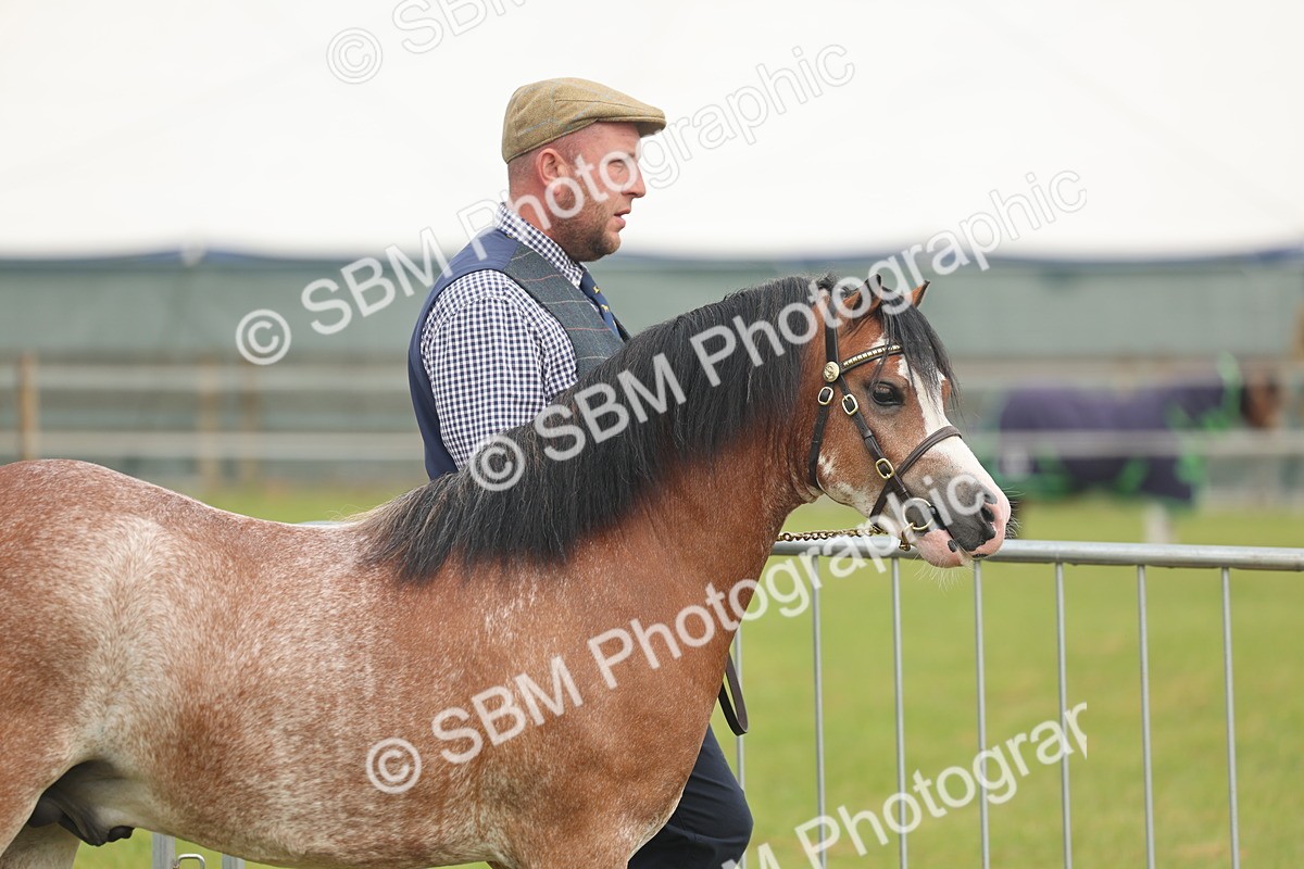 SBM_01321 - Class 50-57 - M&M Welsh Pony In Hand