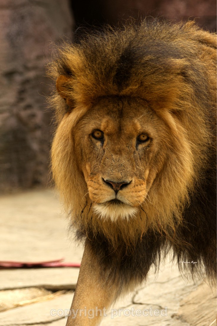 African Lion - Bailey - Big Cats