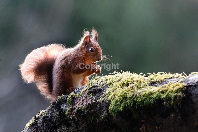 Red Squirrel 6 - Red Squirrel