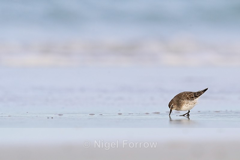 White-rumped Sandpiper feeding on shore, Volunteer Point, Falklands - White-rumped Sandpiper