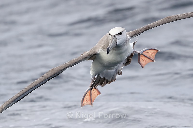 Shy Albatross close landing, at sea, South Africa - Shy Albatross